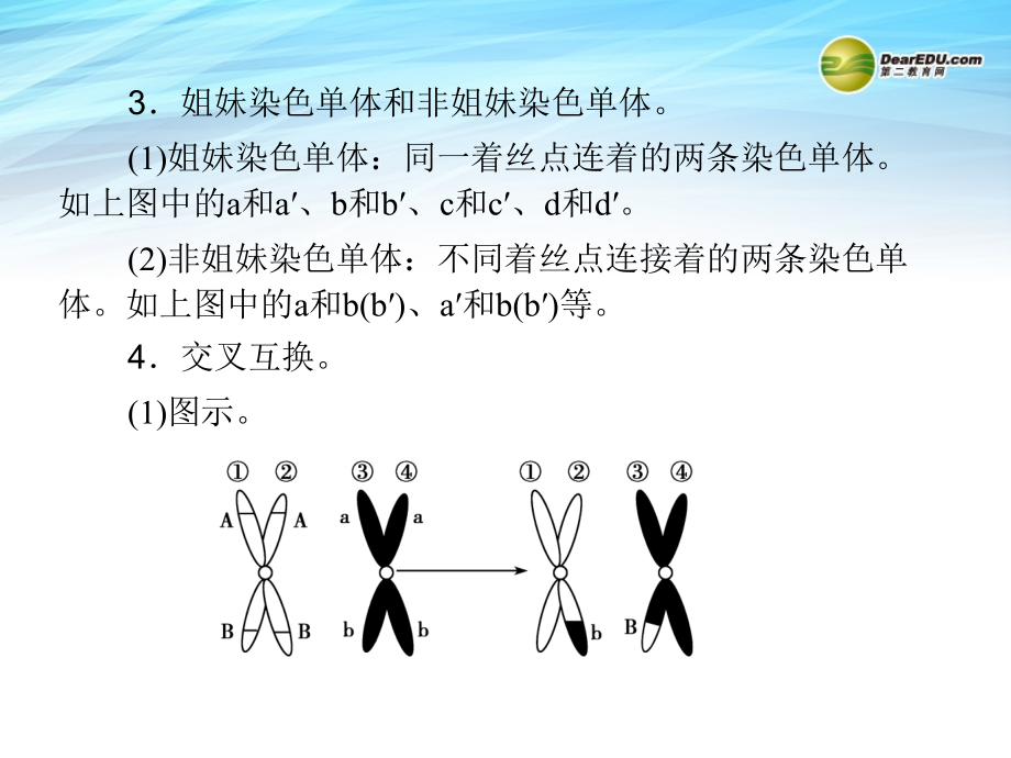 【金版新学案】最新高考一轮详细复习 减数分裂和受精作用（考点透析+典例跟踪详解+实验导航大题专训）课件 新人教版_第4页