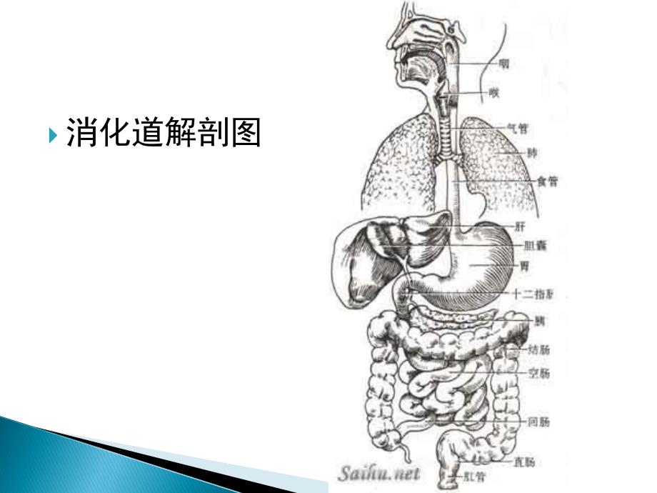 胃肠道穿孔_第3页