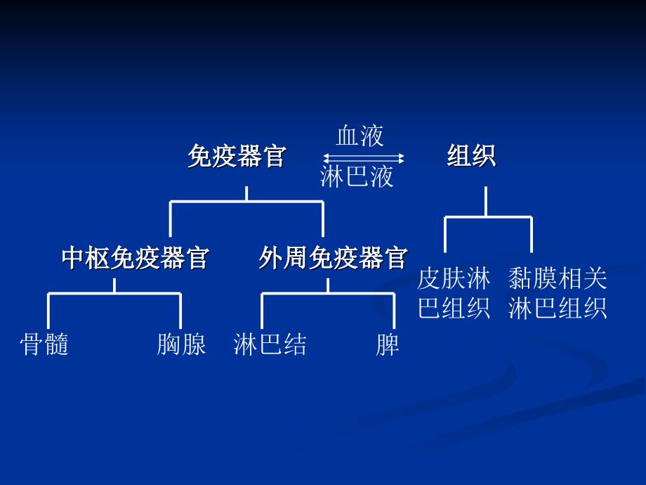 [医学]免疫学原理-第03章 免疫器官与组织 课堂1_第3页