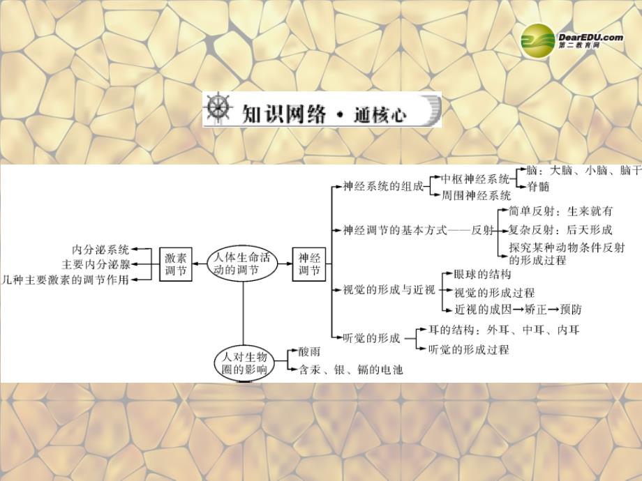 江西省萍乡市第四中学中考生物总复习 第一部分 第四章 生物圈中的人 第四讲 人体的生命活动调节及人在生物圈中的作用课件 新人教版_第3页