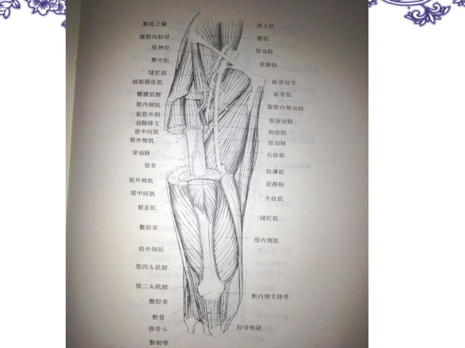 下肢动脉解剖_第2页