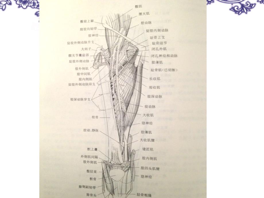 下肢动脉解剖_第3页