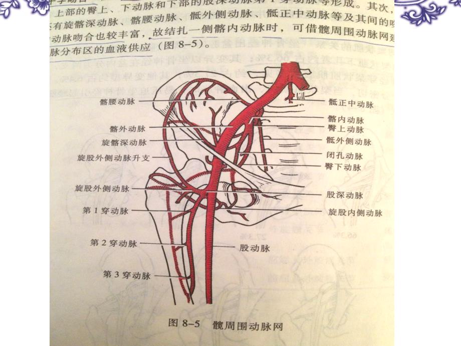 下肢动脉解剖_第4页