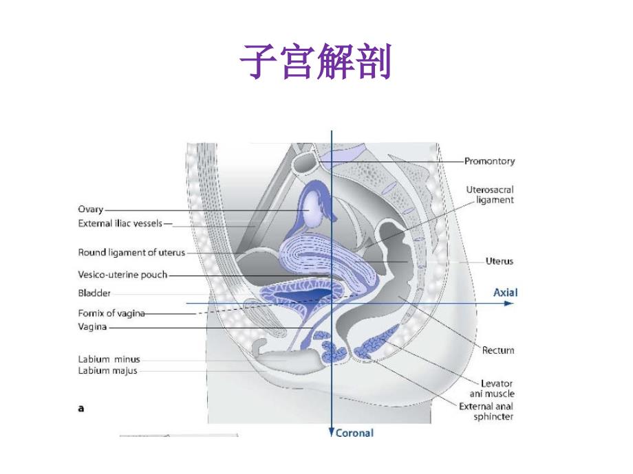 子宫肌瘤与腺肌症_第4页