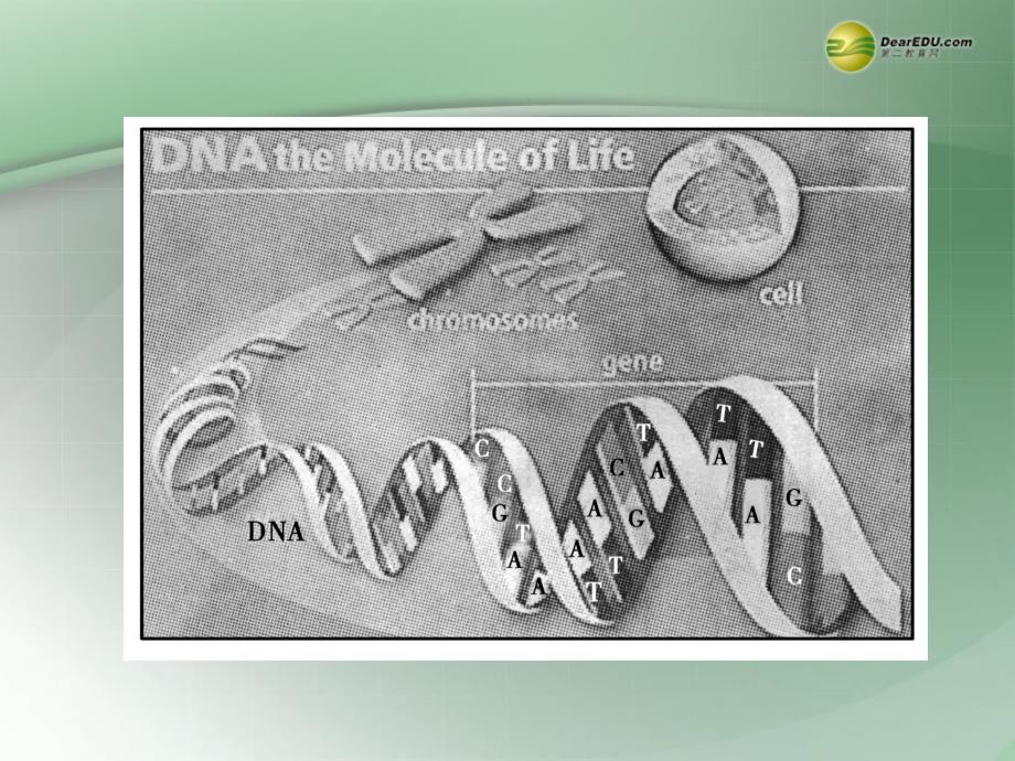 高一生物下学期 3.1dna是主要的遗传物质课件 新人教版 _第4页