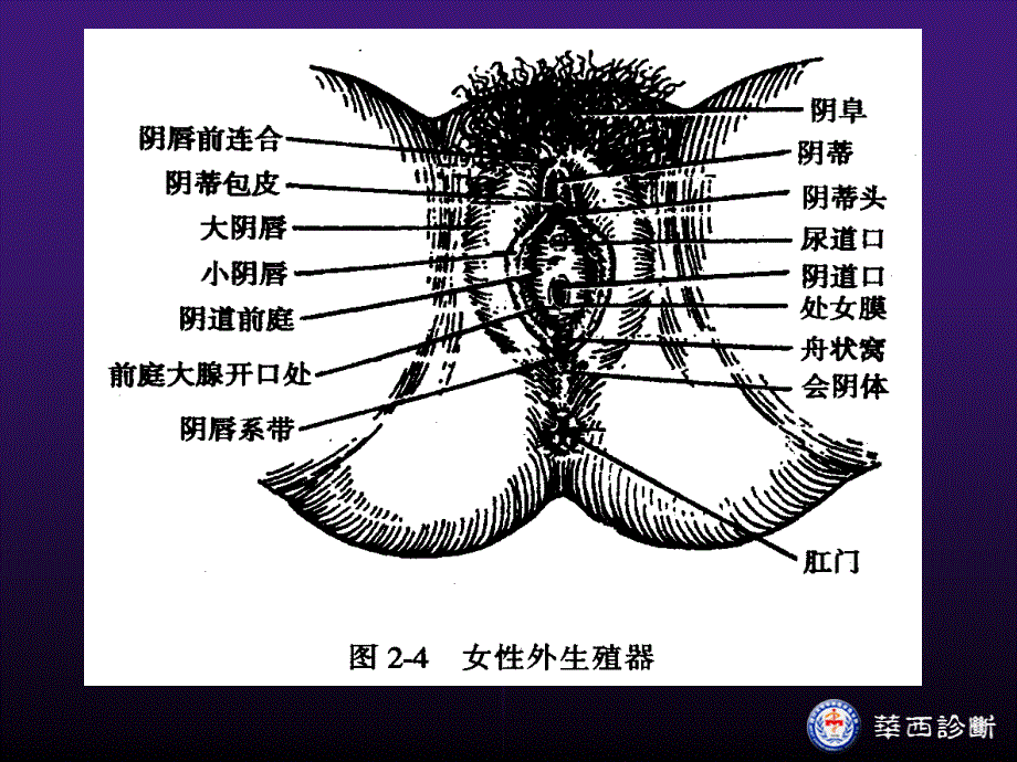 女性生殖器检查相关知识_第4页