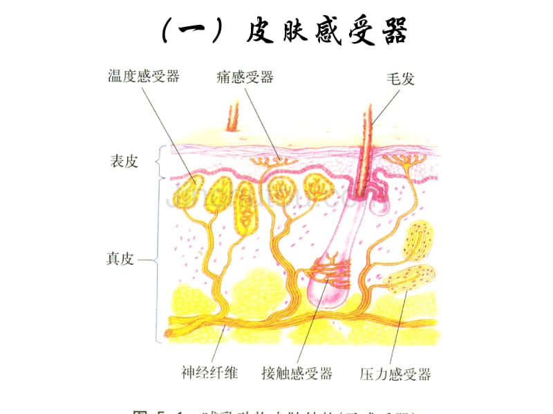 动物体对外界信息的获取_第5页