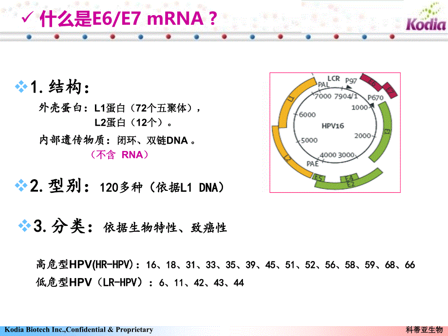 宫颈癌基因E6E7mRNA南阳讲课_第4页