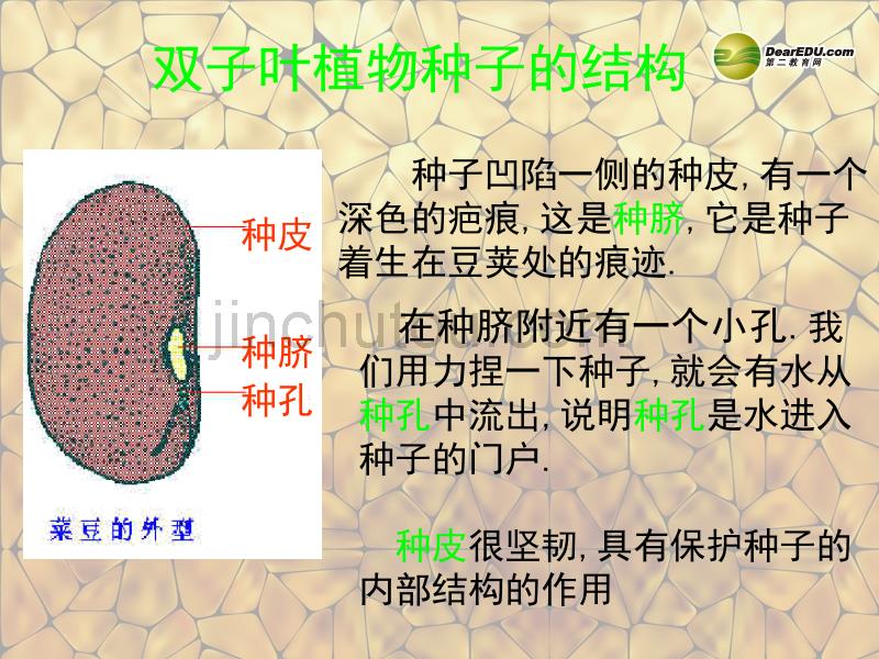 重庆市万州区塘坊初级中学七年级生物上册 第六章 绿色开花植物的生活史 6-1 种子的结构课件 北师大版_第3页