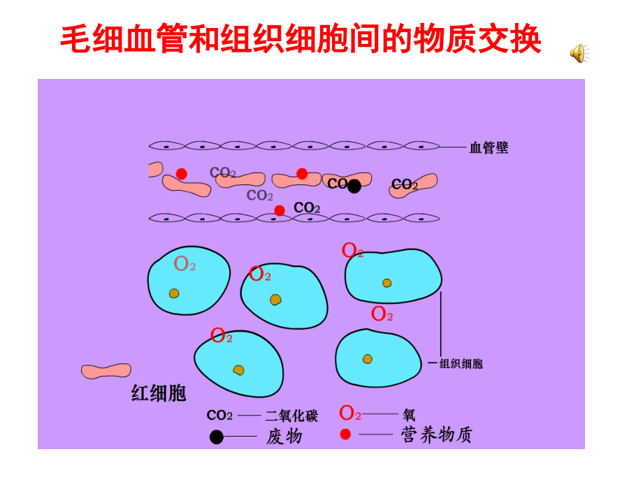 七年级生物下册输送血液的泵—心脏课件新人教版共68张_第3页