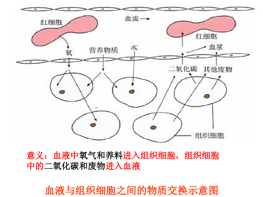 七年级生物下册输送血液的泵—心脏课件新人教版共68张_第4页