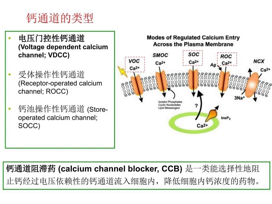 钙阻断药calciumchannelblockers_第5页