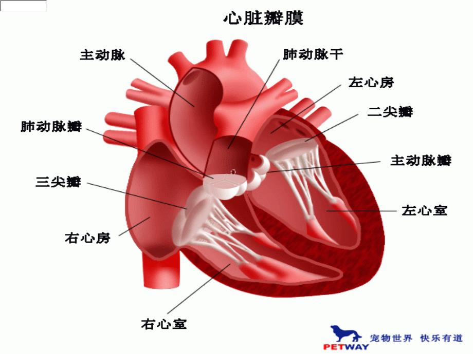 阵发性室上性心动_第4页