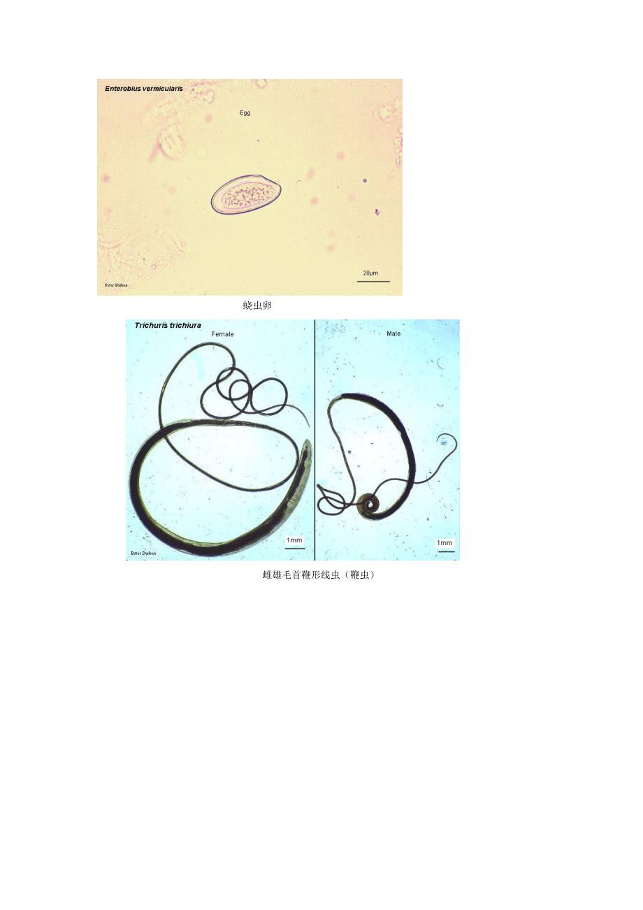 [医药]线虫纲 图谱_第3页