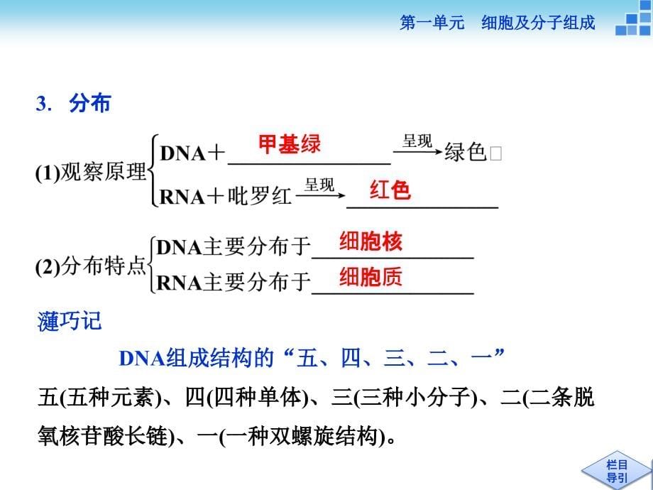 高三生物一轮复习课件遗传信息的携带者——核酸_第5页