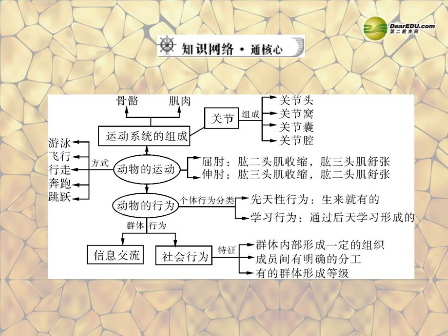 江西省萍乡市第四中学中考生物总复习 第一部分 第五章 动物的运动和行为课件 新人教版_第3页