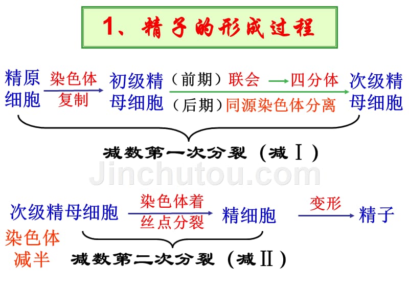 生物必修二学业水平复习减数遗传变异_第2页