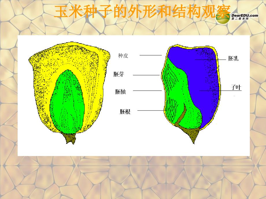 七年级生物上册《2.1 种子的萌发》课件 新人教版_第4页