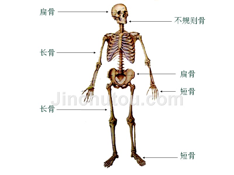 骨的正常影像解剖_第3页