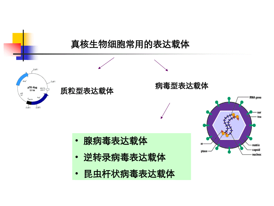 腺病毒表达系统_第2页