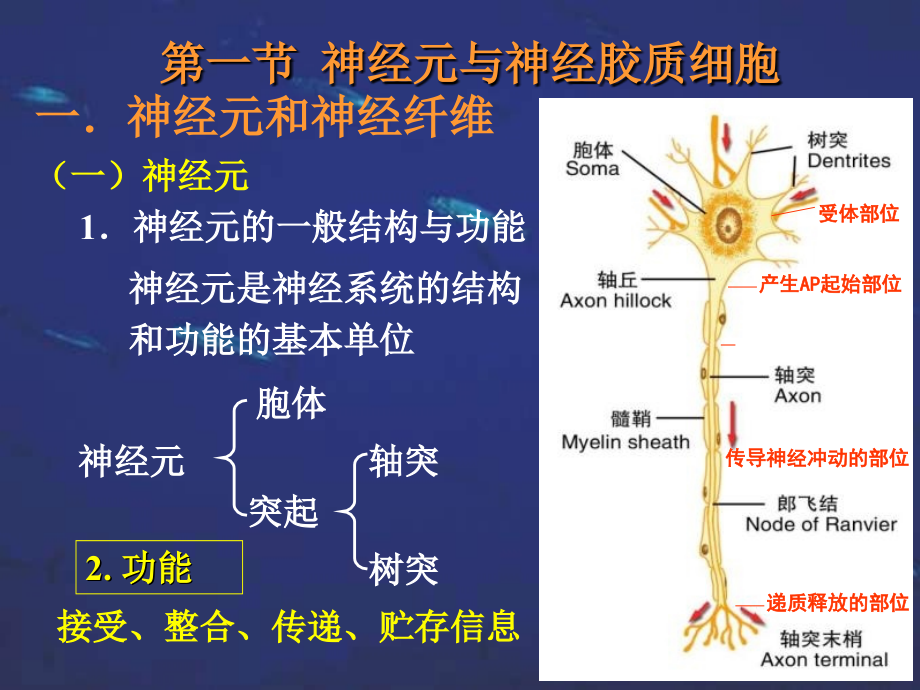 神经系统的功能医学生理学2015级康复_第2页