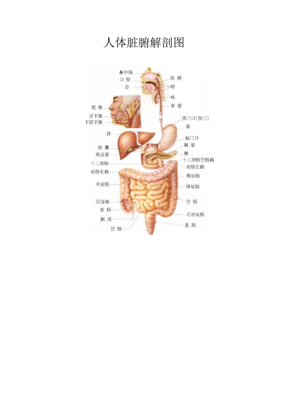 人体脏腑解剖图_第1页