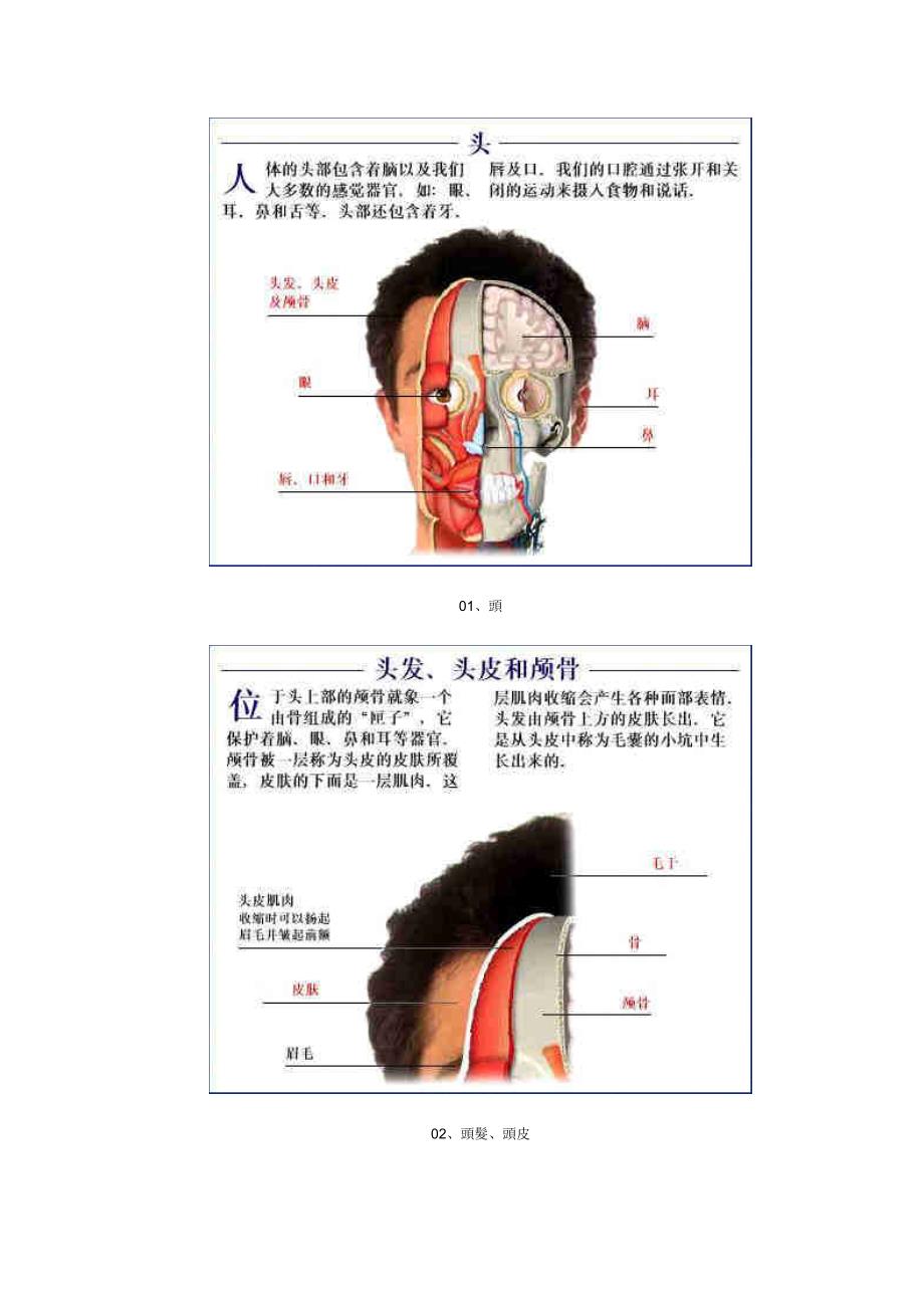 人体脏腑解剖图_第2页