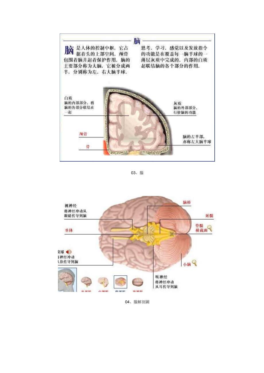 人体脏腑解剖图_第3页