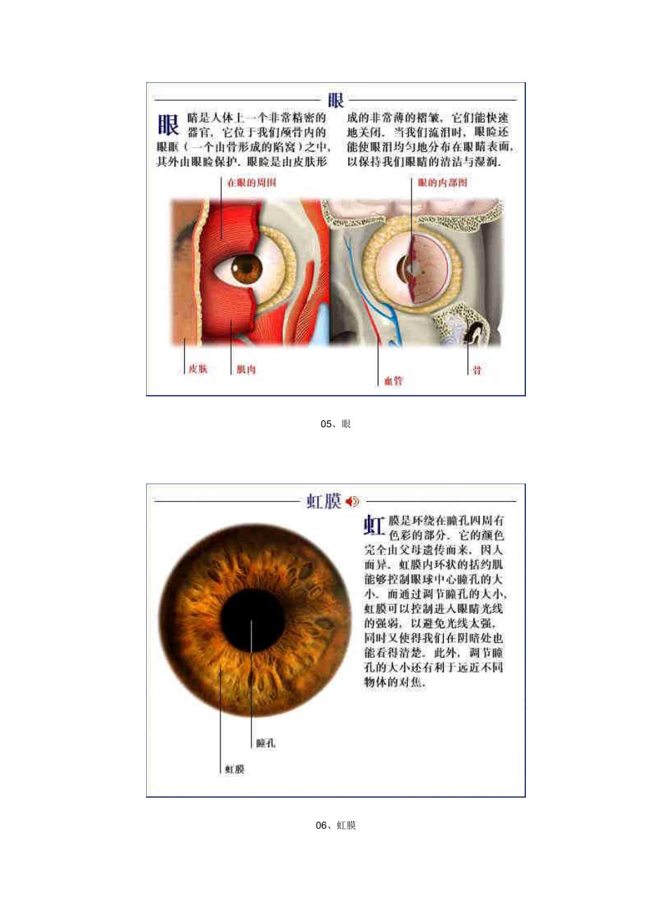 人体脏腑解剖图_第4页