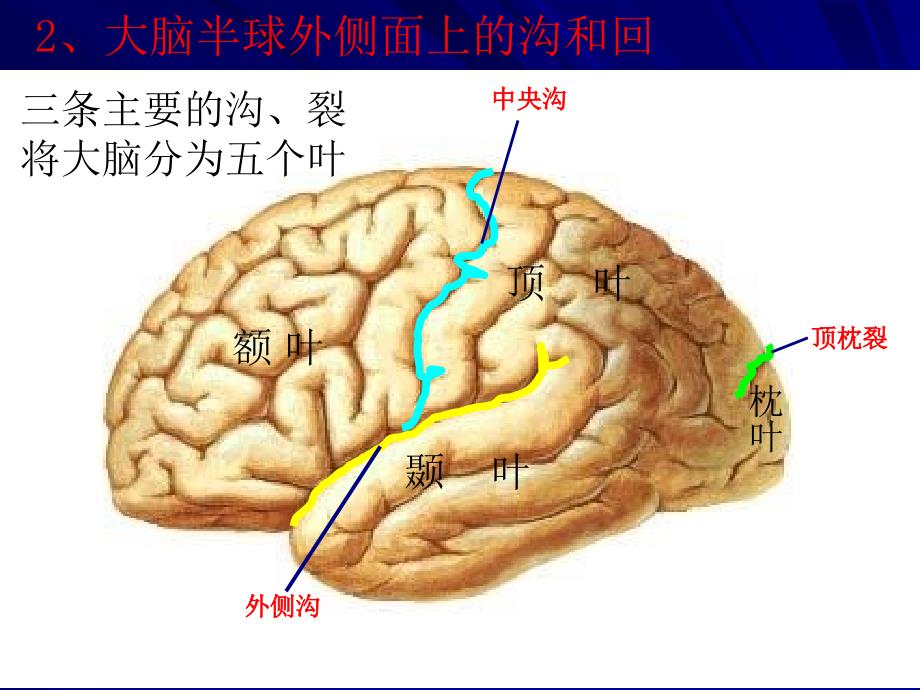 脑的结构和功能包幻灯片1_第4页