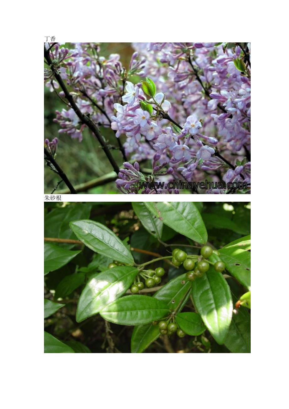 常见花卉图集+名称(含少许野生植物)_第2页