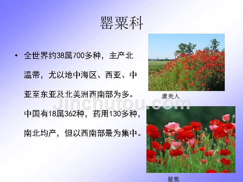 罂粟科十字花科景天科蔷薇科药用植物学与生药学_第2页