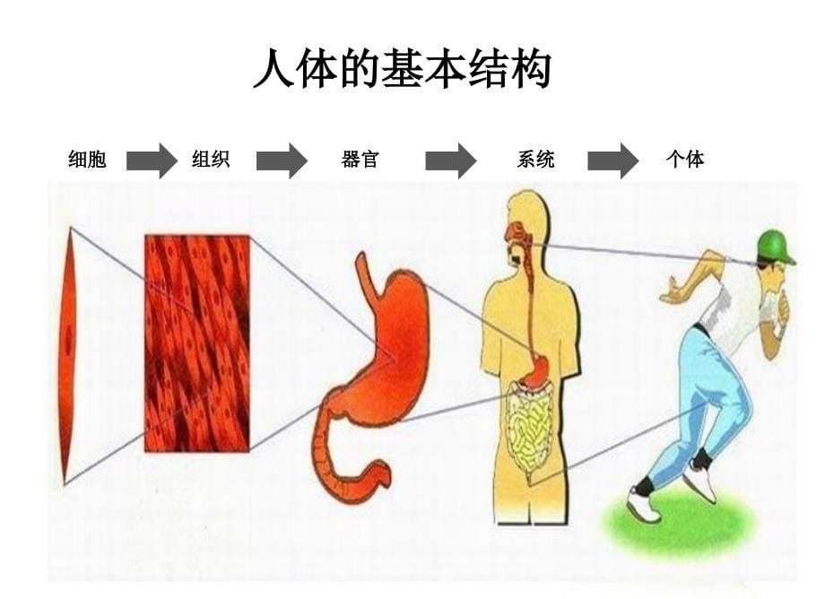 养老护理员培训老年人护理基础知识(2)_第5页