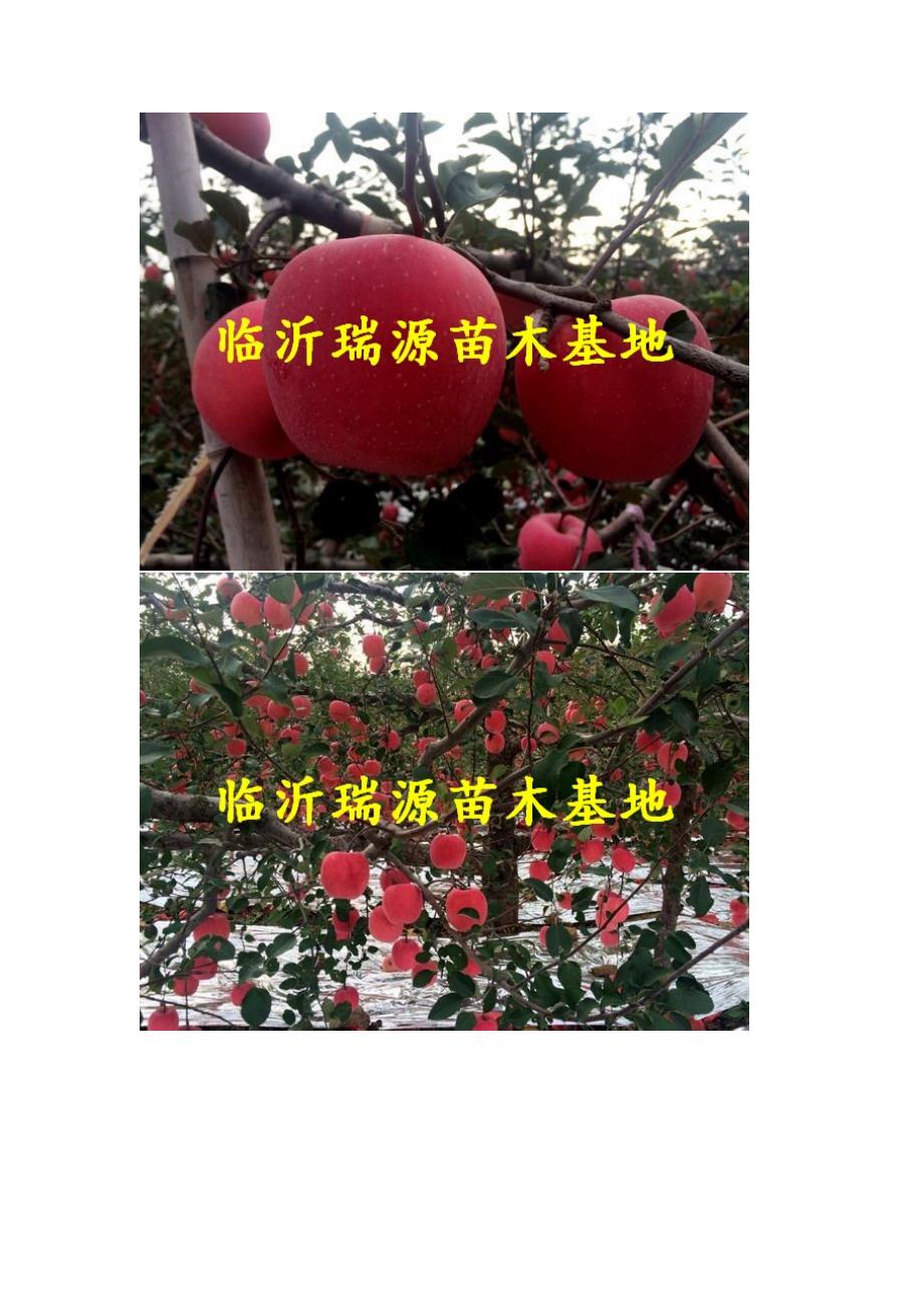 神富一号苹果苗_第2页