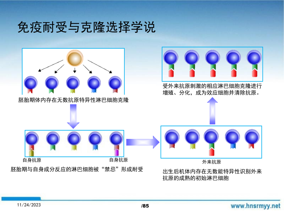 自身免疫性疾病及免疫检测1_第3页