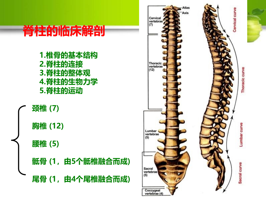 2013针刀高级研修班-脊柱常见疾病影像诊断_第3页