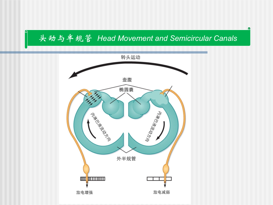 岳文龙《前庭系统的功能解剖学》2_第4页