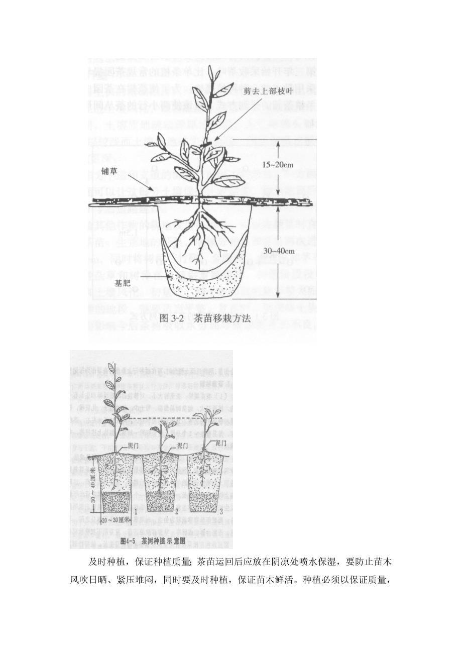 茶苗的栽培管理要点(大睿总结)_第2页