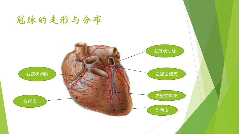 冠状动脉造影术与治疗_第4页