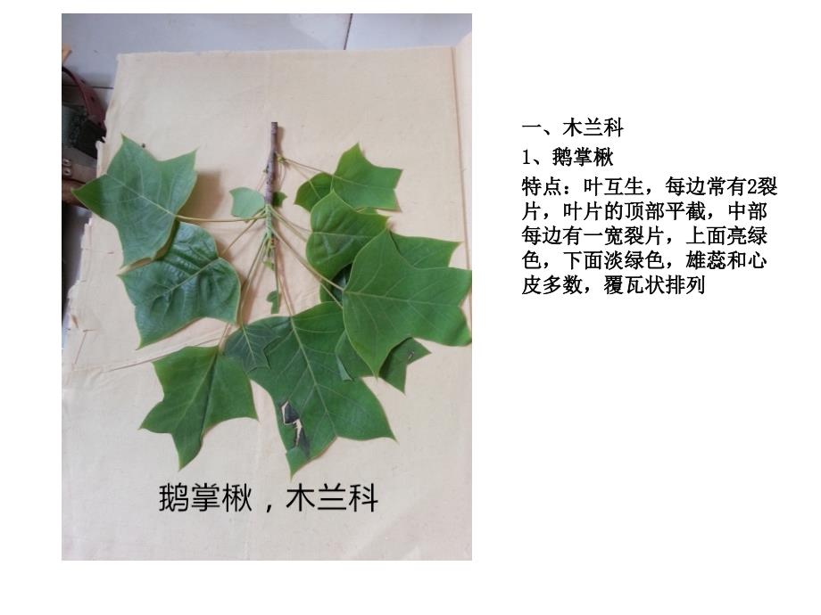 植物叶子辨认_第1页