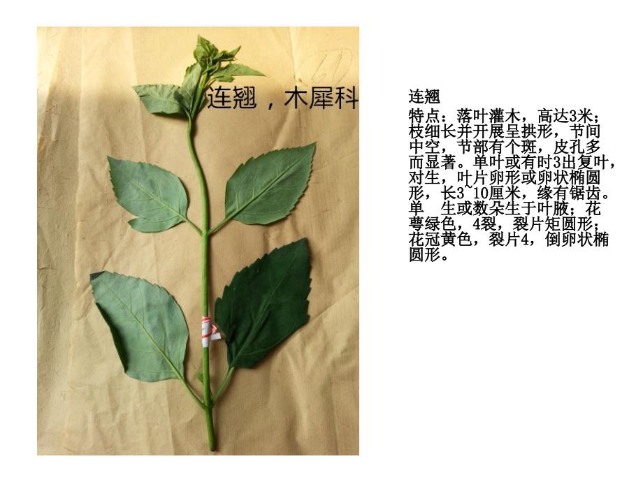 植物叶子辨认_第4页