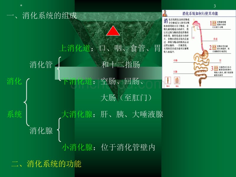 消化系统主讲人——付抚东_第3页