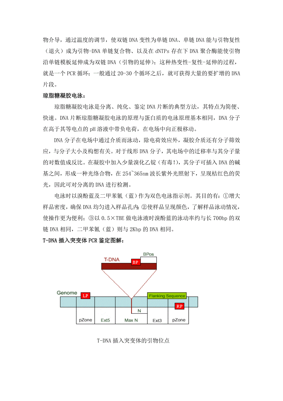 植物组织DNA的提取和鉴定_第2页