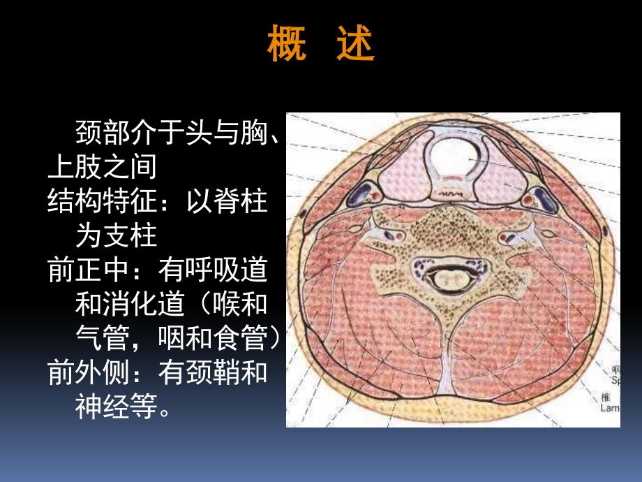 罗英瑾08 颈部局解_第2页