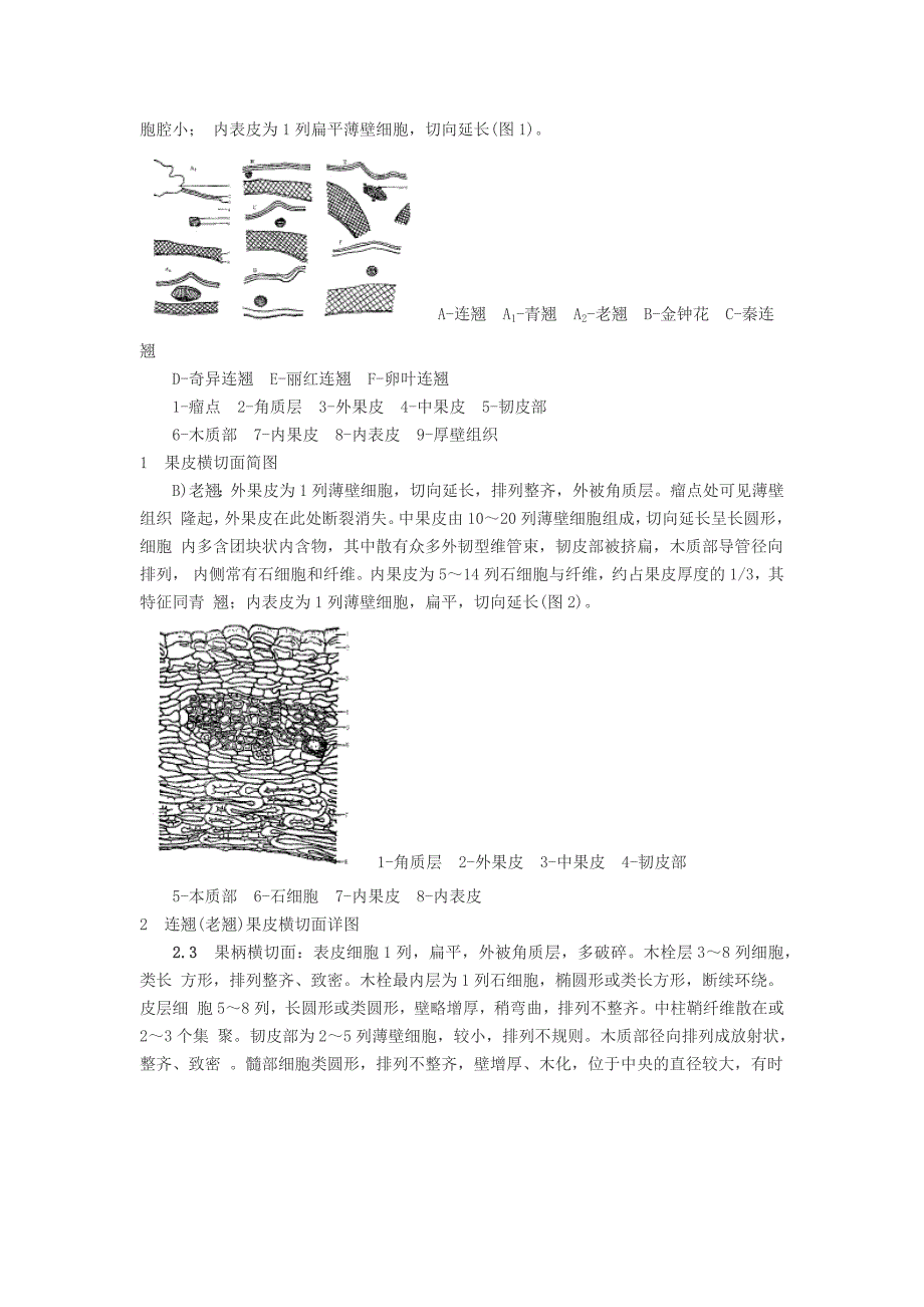 中药连翘及其几种类似品的鉴别_第2页