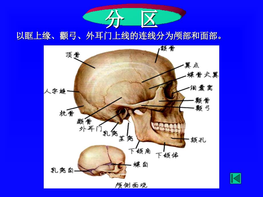 局部解剖头部_第4页