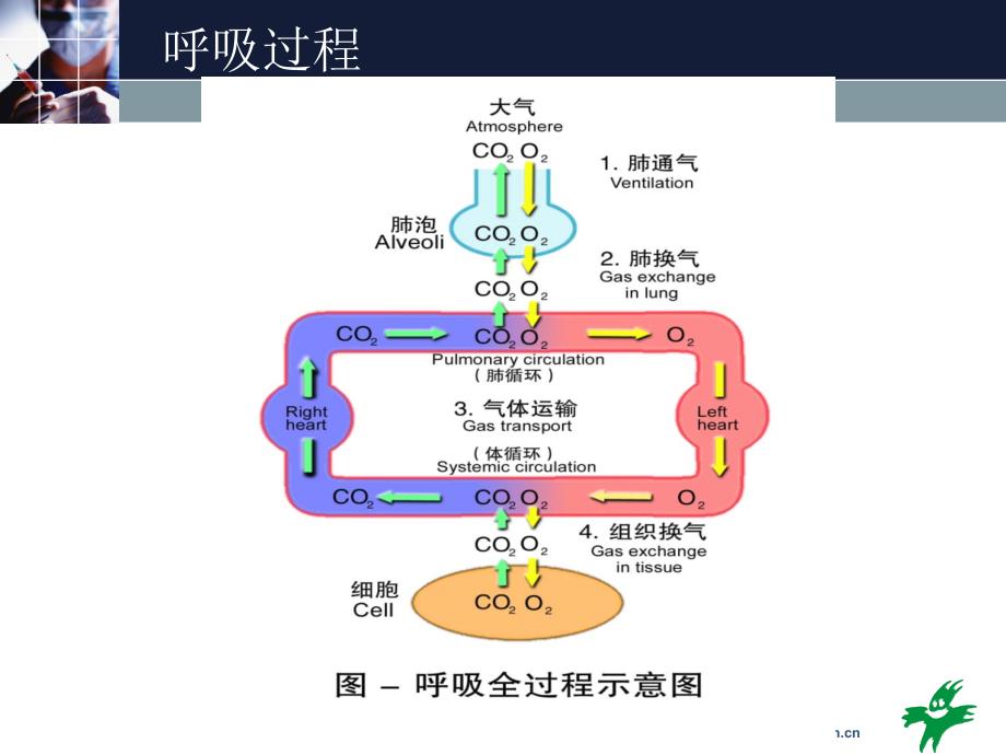 呼吸困难及急症处理_第4页