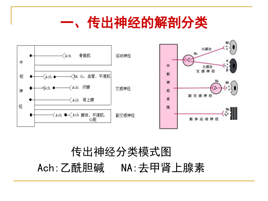 药理学外周神经系统药理_第4页