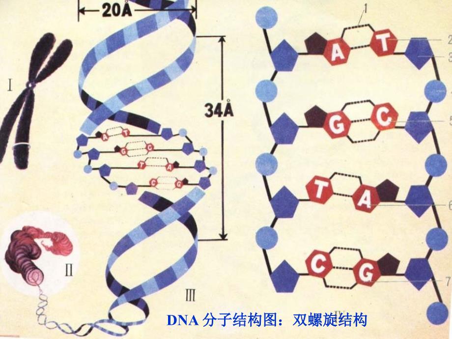 [高二理化生]高一生物必修1第二章第三节课件-PowerPoint-Presentation_第1页