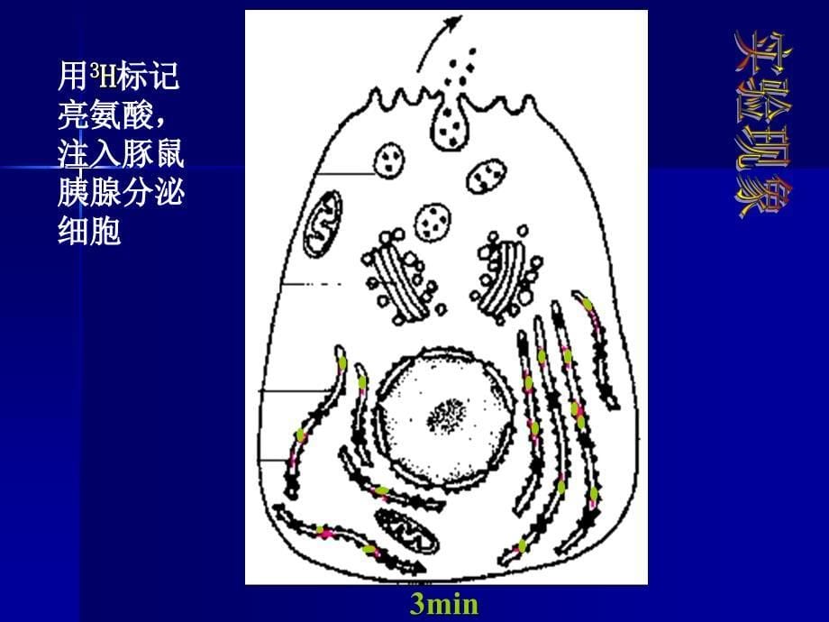 [高三理化生]生物膜的联系_第5页